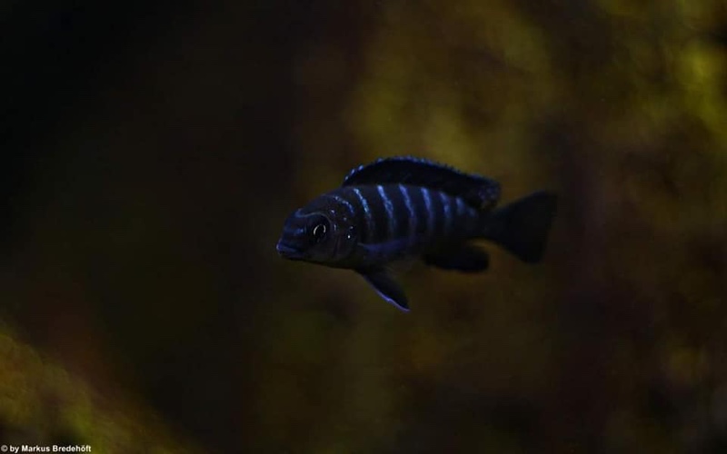 Tropheops sp. 'elongatus mbako' Undu Reef